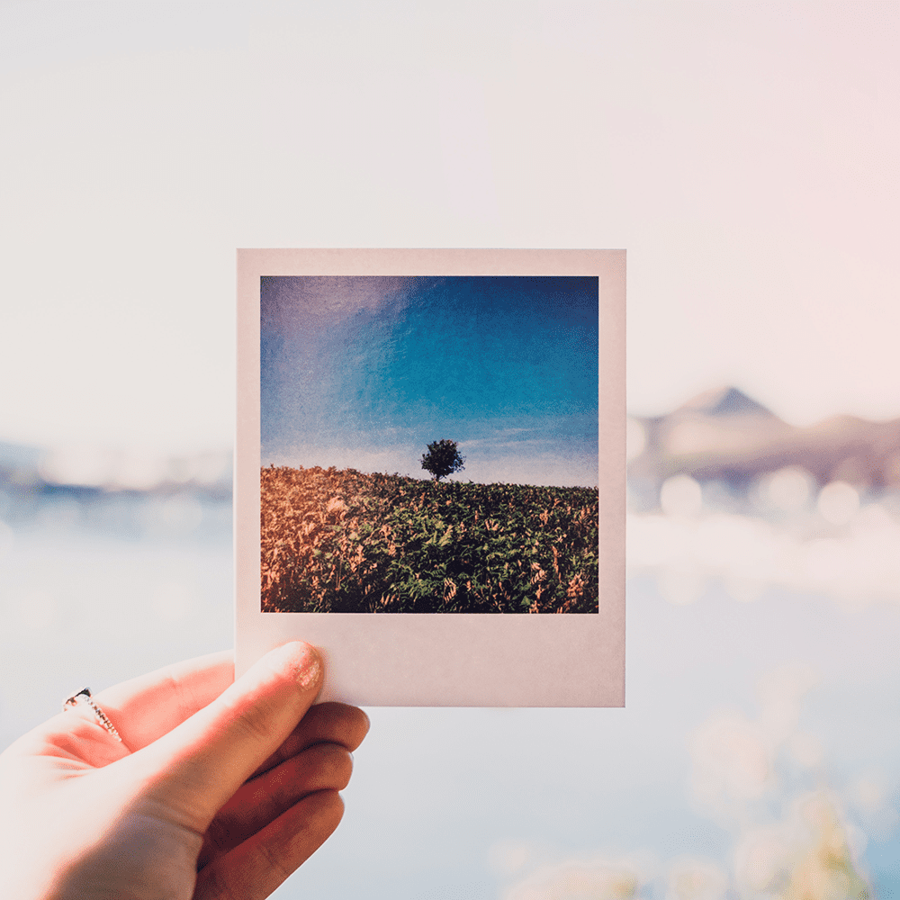 Polaroid-Photo of Tree